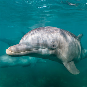 Delfín Mular